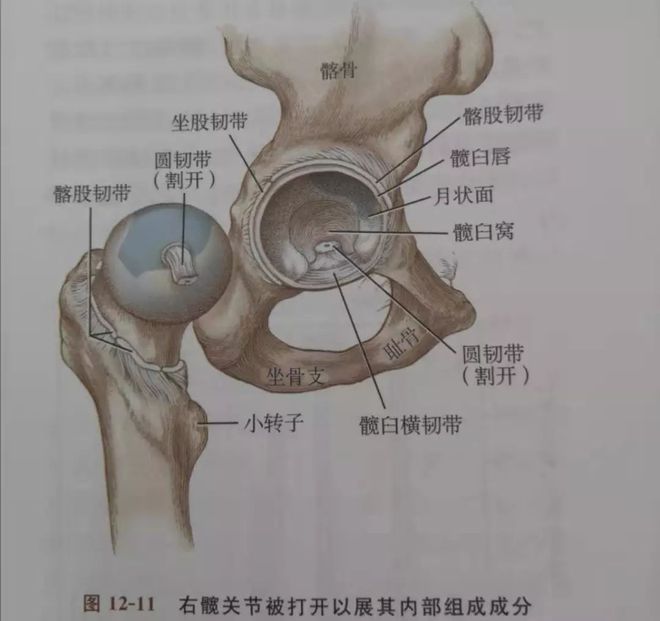 半岛·综合体育下载髋关节盂唇损伤请看这里！(图2)