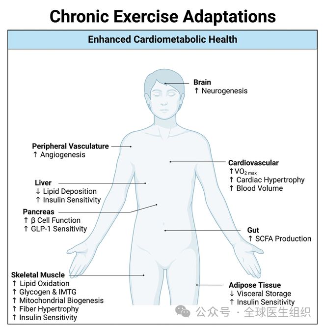 半岛·综合体育下载定期锻炼对全身心的好处：改善心肺功能和血糖调控(图2)