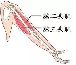 半岛·综合体育下载骑自行车都能锻炼什么部位的肌肉？(图1)